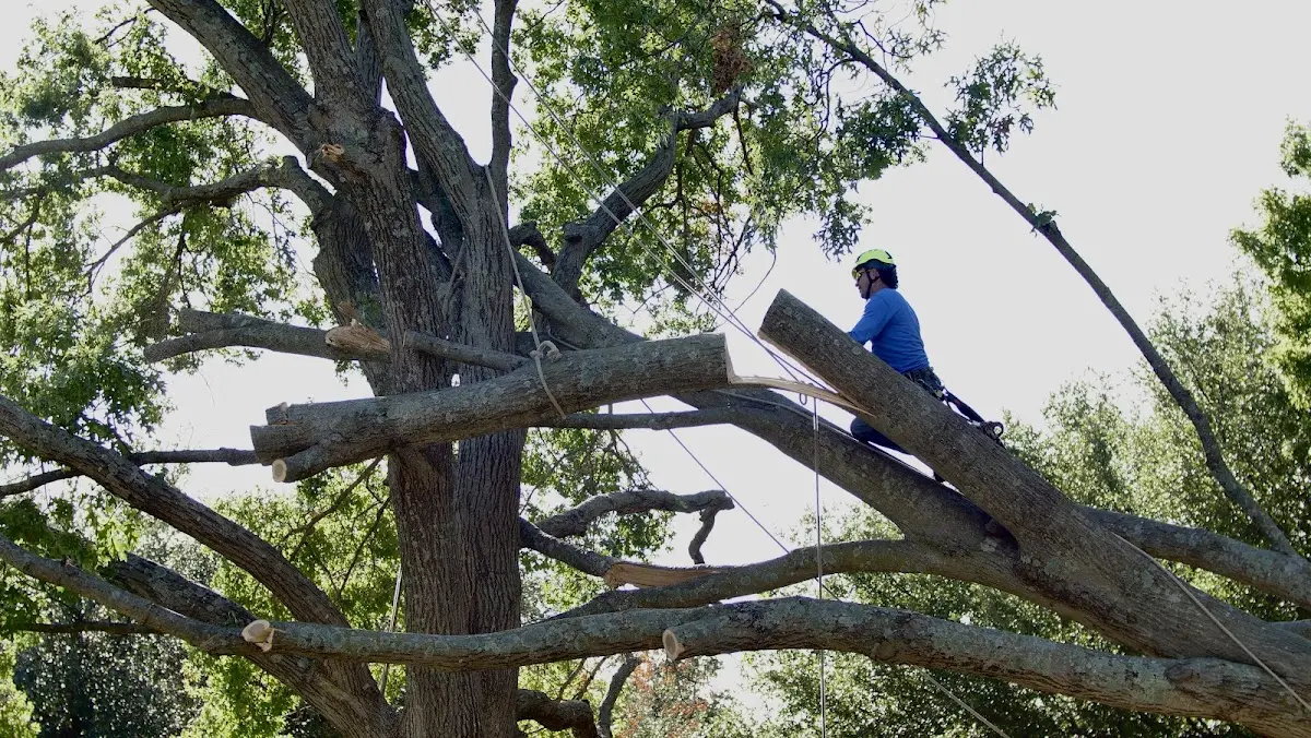 Professional Hazardous Tree Removal performed by certified arborists in Jackson